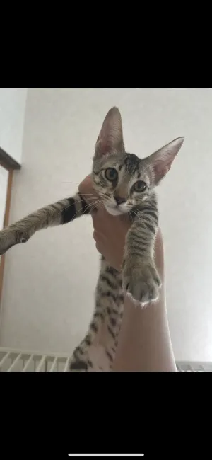 ID：2203-00526の子猫