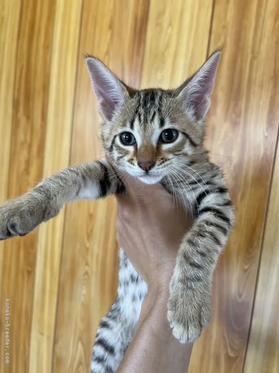 ID:2104-01883の子猫