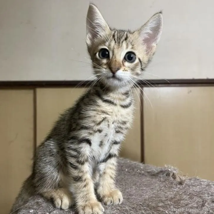 ID:2208-03067の子猫