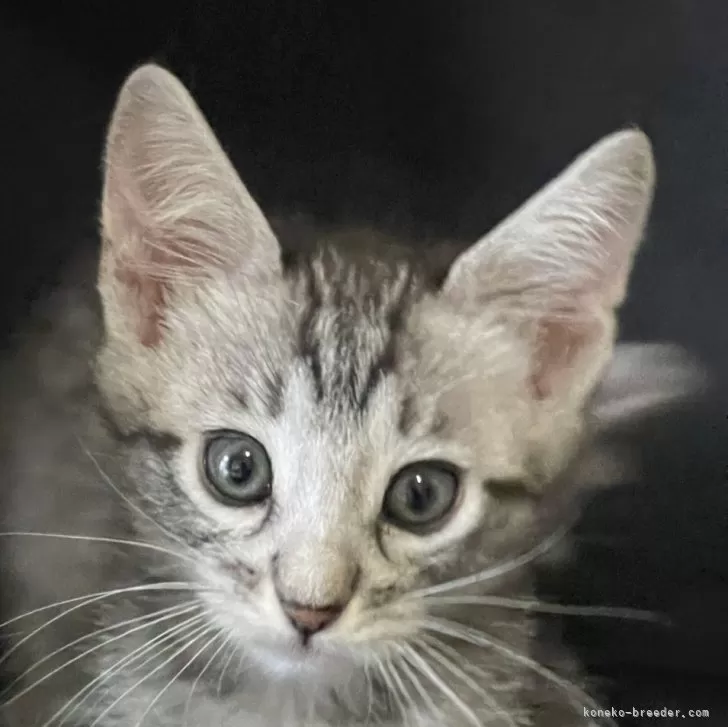 ID：2401-00911の子猫