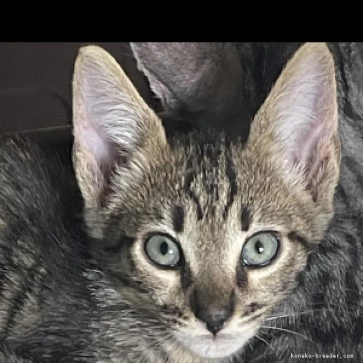 ID：2208-03077の子猫