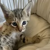 サバンナキャット【愛知県・男の子・2024年10月1日・ブラウンスポッテッドタビー】の写真1