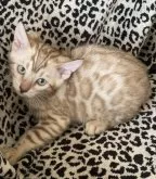 ベンガル【愛知県・女の子・2024年6月19日・スノーミンク(ロゼット)】の写真2「とっても綺麗なロゼットです🐆✨」