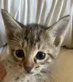 サバンナキャット【愛知県・男の子・2024年10月1日・ブラウンスポッテッドタビー】の写真2「理想的な目型」