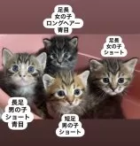 マンチカン(長足)【愛知県・女の子・2024年5月7日・ブラウンスポッテッドタビー】の写真3「4兄妹😻右の子です🐱」