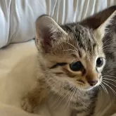 サバンナキャット【愛知県・男の子・2024年10月1日・ブラウンスポッテッドタビー】の写真3