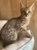 サバンナキャット【愛知県・男の子・2024年6月29日・ブラウンスポッテッドタビー】の写真5