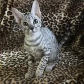 サバンナキャット【愛知県・男の子・2025年6月19日・シルバースポッテッドタビー】の写真11