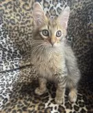サバンナキャット【愛知県・男の子・2025年2月16日・ブラウンスポッテッドタビー】の写真11「イケメン😻」