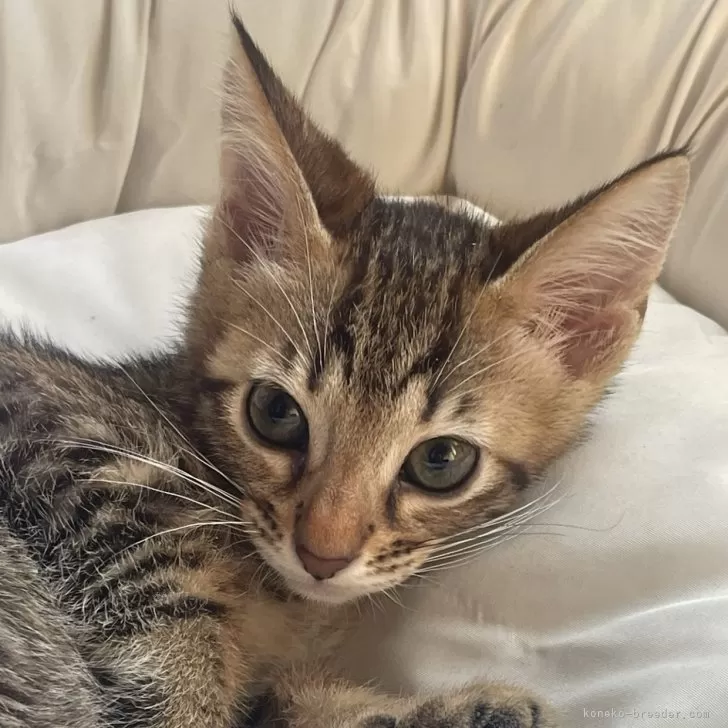 ID:2411-02785の子猫