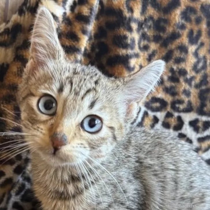 サバンナキャット【愛知県・女の子・2025年8月19日・ブラウンスポッテッドタビー】の写真1