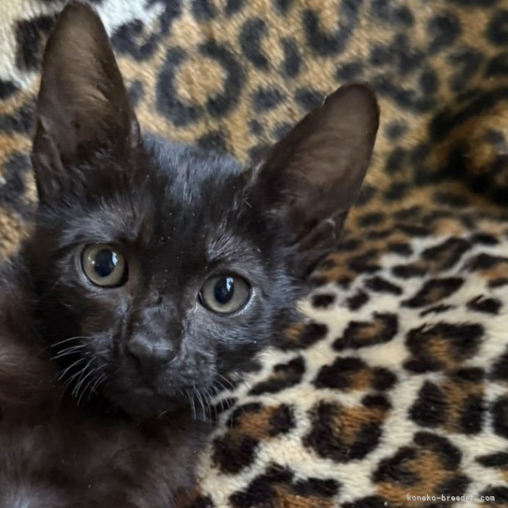 ブリーダー画像