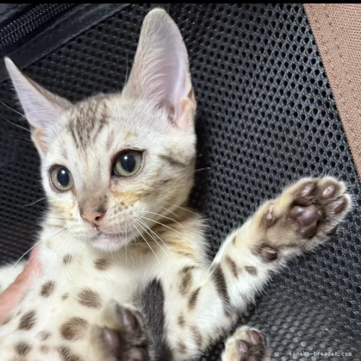 ID:2506-00224の子猫