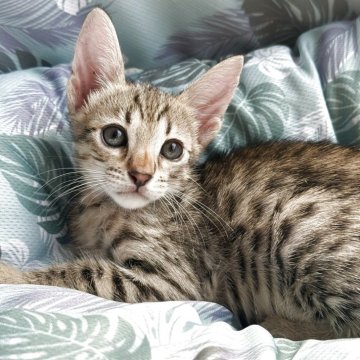サバンナキャット【愛知県・女の子・2025年6月19日・ブラウンタビー】の写真「最高の美猫ちゃん」