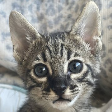 サバンナキャット【愛知県・男の子・2024年11月22日・ブラウンスポッテッドタビー】の写真「とってもハイレベルなショータイプの男の子😻」