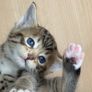 サバンナキャット【愛知県・女の子・2025年5月4日・ブラウンスポッテッドタビー】の写真「激レアちゃん⚡️とっても綺麗なブルーアイ😻」
