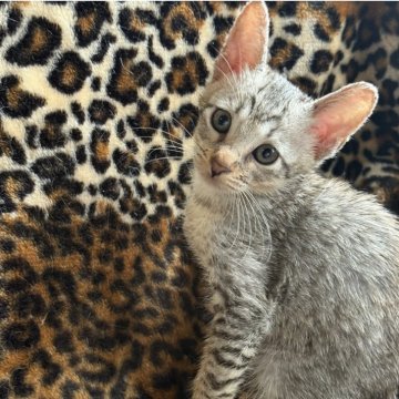 サバンナキャット【愛知県・女の子・2025年8月19日・シルバースポッテッドタビー】の写真「とっても美猫ちゃんで性格も素晴らしい女の子😻」