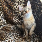 サバンナキャット