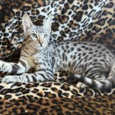 サバンナキャット