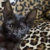 サバンナキャット