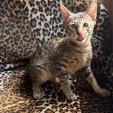サバンナキャット