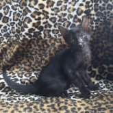 サバンナキャット