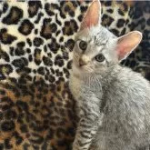 サバンナキャット