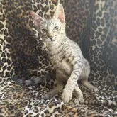 サバンナキャット