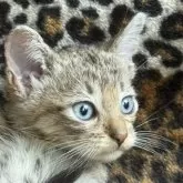 サバンナキャット【愛知県・女の子・2025年8月19日・ブラウンスポッテッドタビー】の写真2