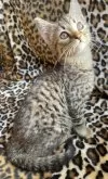 サバンナキャット【愛知県・男の子・2025年2月16日・ブラウンスポッテッドタビー】の写真4