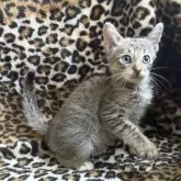 サバンナキャット【愛知県・女の子・2025年8月19日・ブラウンスポッテッドタビー】の写真5