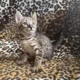 サバンナキャット【愛知県・男の子・2025年8月28日・ブラウンスポッテッドタビー】の写真5