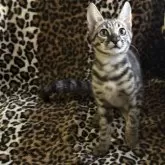 サバンナキャット【愛知県・男の子・2025年8月28日・ブラウンスポッテッドタビー】の写真6