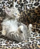 サバンナキャット【愛知県・女の子・2025年8月19日・ブラウンスポッテッドタビー】の写真6「とっても可愛いです🥺」