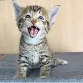 サバンナキャット【愛知県・女の子・2025年5月4日・ブラウンスポッテッドタビー】の写真7「ガオー🐯」