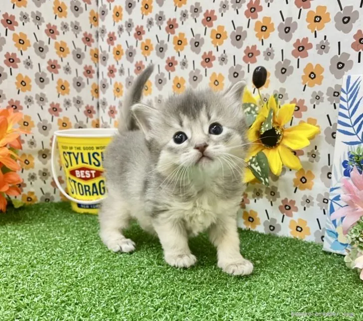 ID：2111-02312の子猫