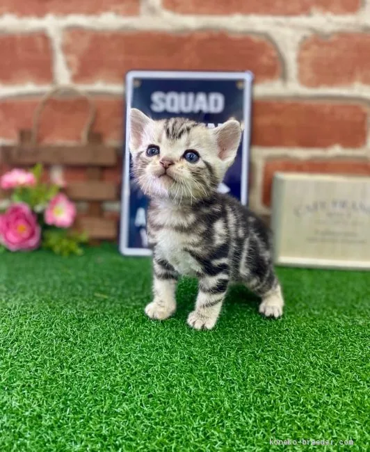 ID:2003-01247の子猫