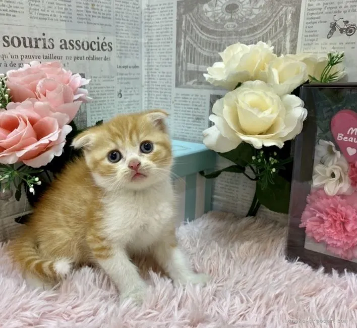 ID：2108-00757の子猫