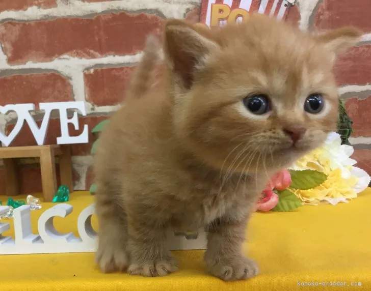 きなこもちのオカン 様のお迎えした子猫