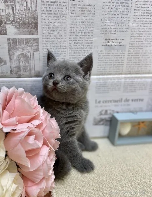 ID：2007-00389の子猫