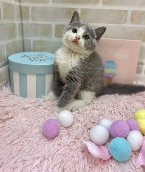 ID：2010-00003の子猫