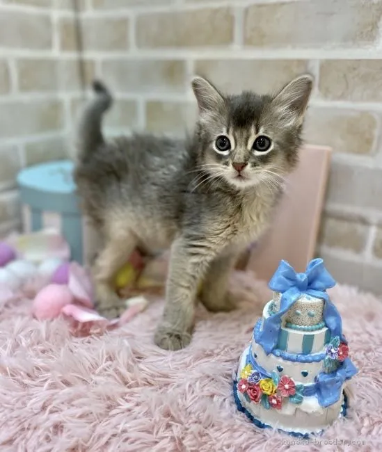ID:2010-00001の子猫