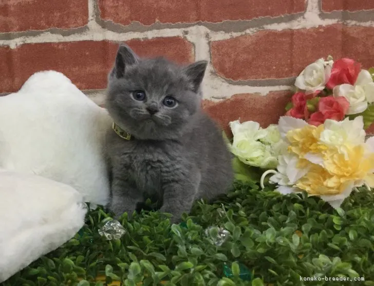 ID:1802-00571の子猫