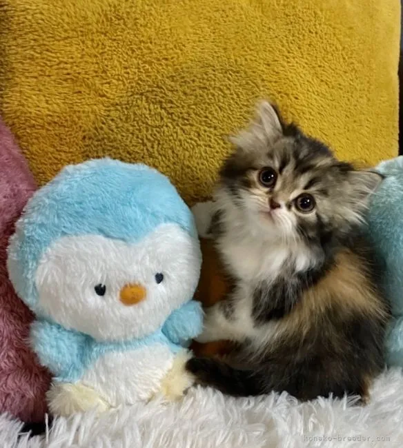 ID：2112-01946の子猫