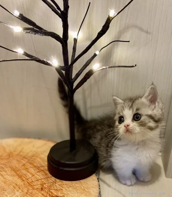 ID：2010-00241の子猫