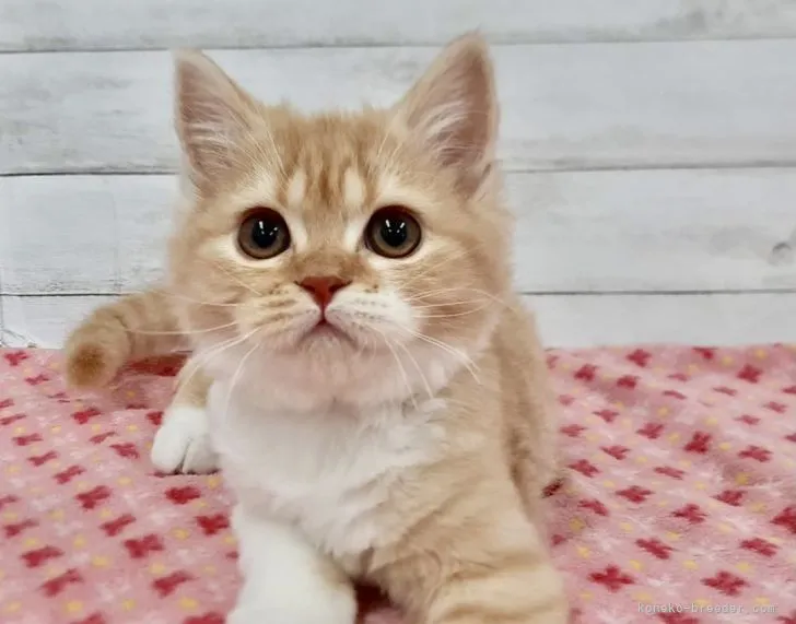 ID：2105-01914の子猫