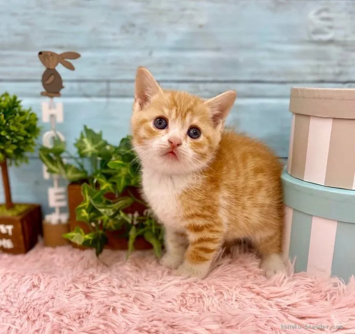 ID：2004-02161の子猫