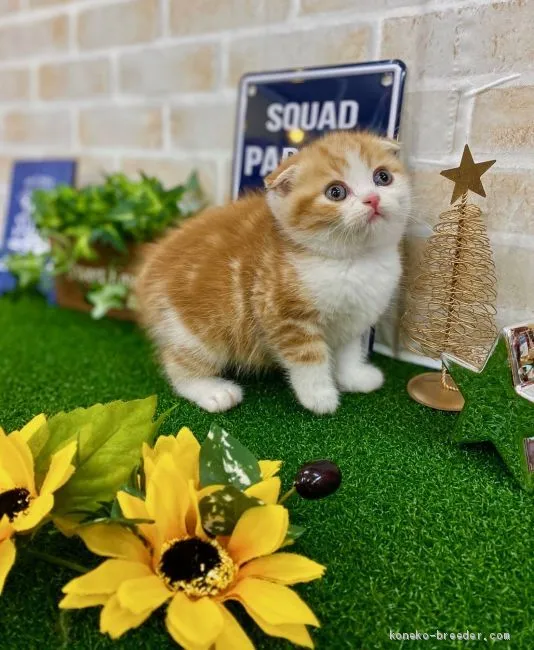 ID：2001-01345の子猫