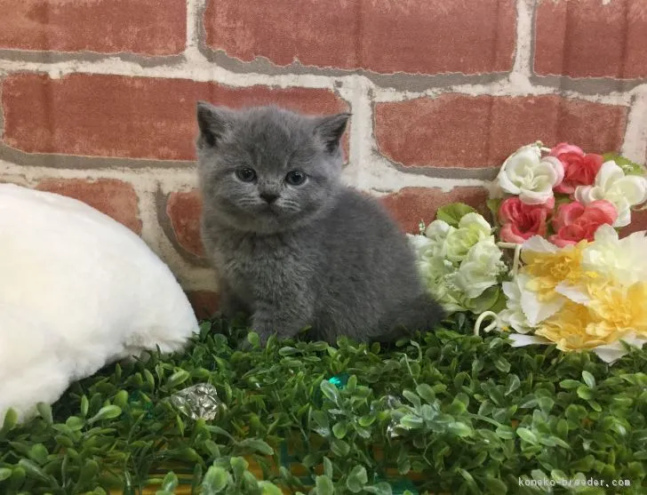 ID：1802-00578の子猫