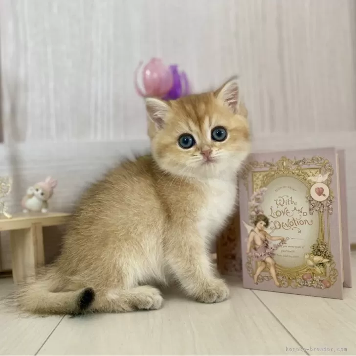 ID：2411-00282の子猫